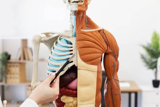 Understanding the Science of Human Movement