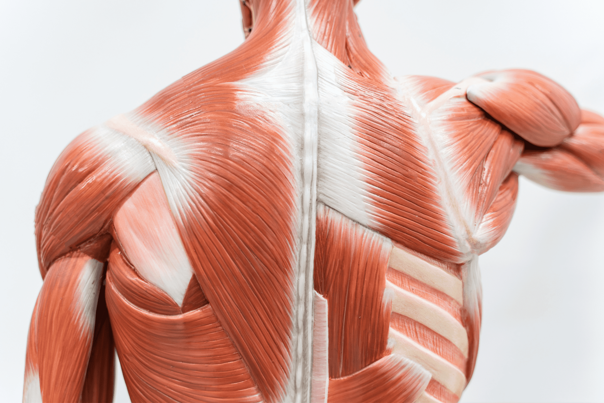 human muscle structure